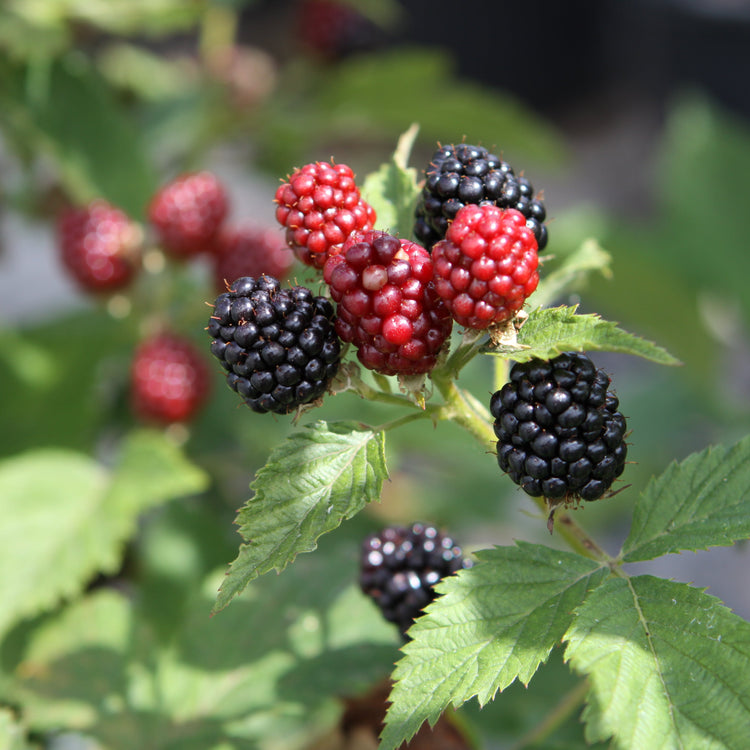 Blackberry Navaho® 'Bigandearly'® young plants