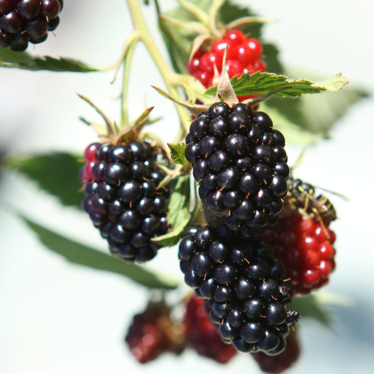 Blackberry Navaho® 'Bigandearly'® young plants