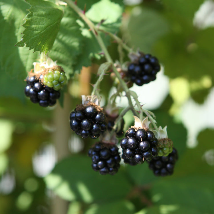Brombeere 'Theodor Reimers'-Jungpflanzen
