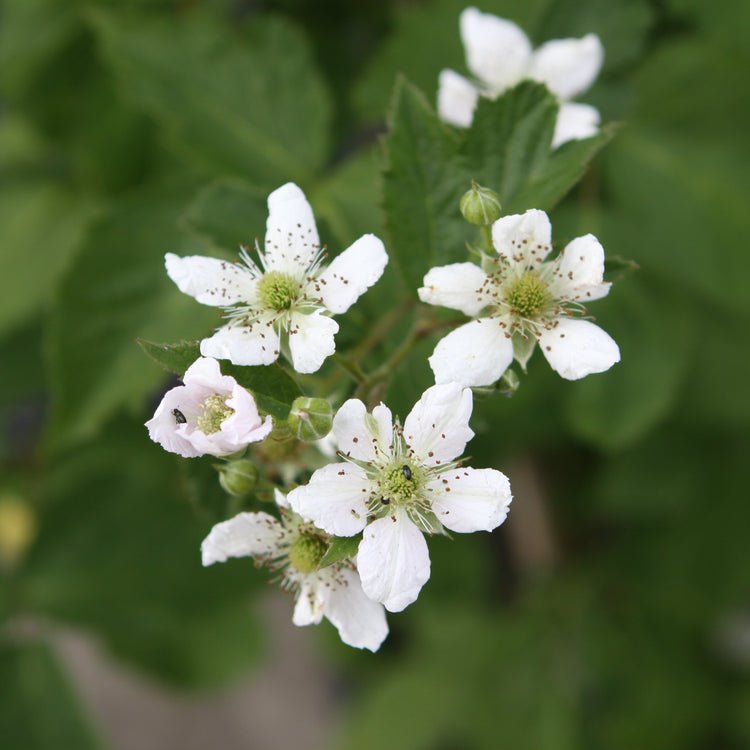 Brombeere 'Triple Crown'-Jungpflanzen