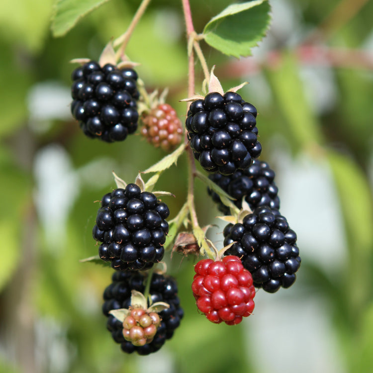 Brombeere 'Triple Crown'-Jungpflanzen