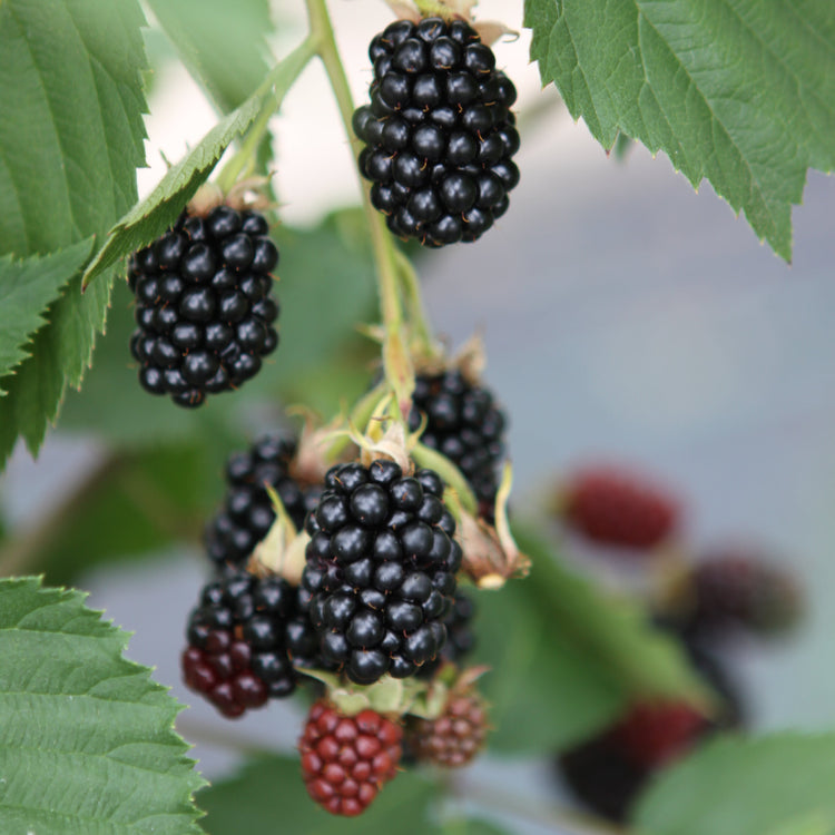 Brombeere 'Dirksen Thornless'-Jungpflanzen