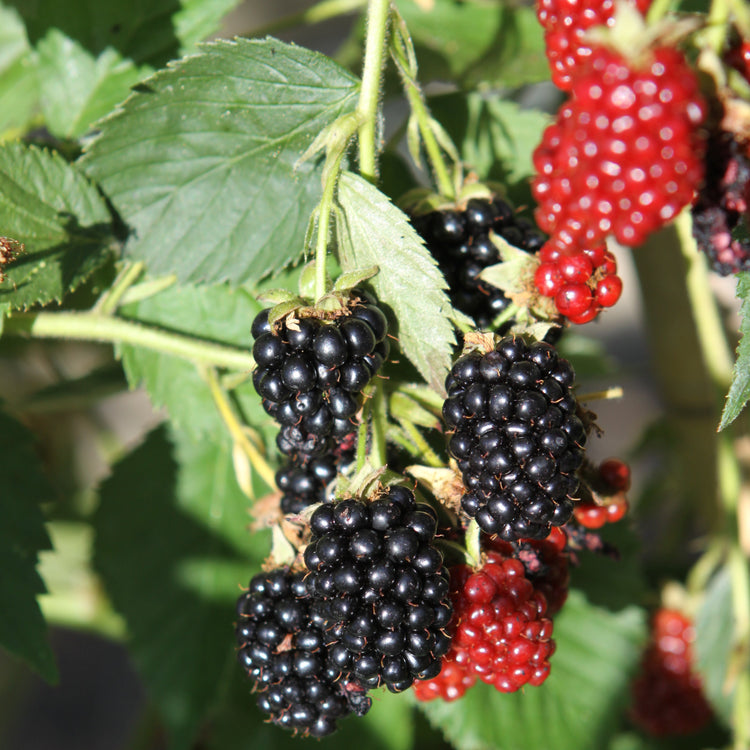 Brombeere 'Dirksen Thornless'-Jungpflanzen