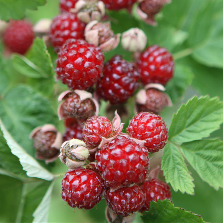 Blackberry hybrid 'Dorman Red' young plants