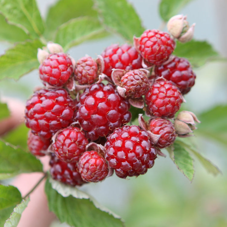 Blackberry hybrid 'Dorman Red' young plants