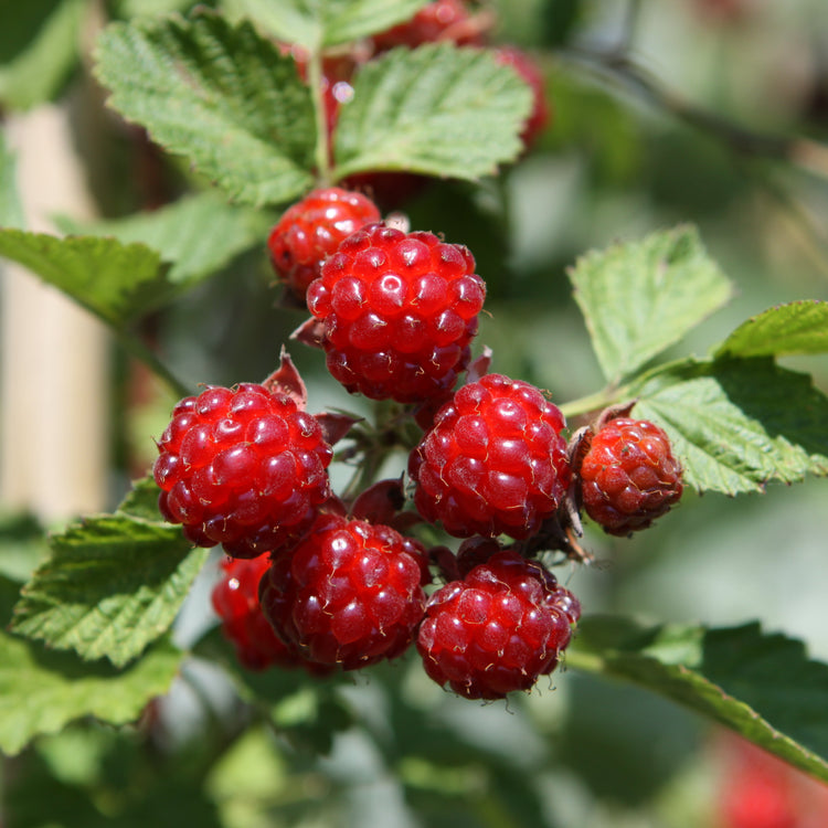 Blackberry hybrid 'Dorman Red' young plants