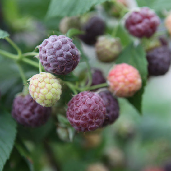 Raspberry 'Glen Coe' - young plant