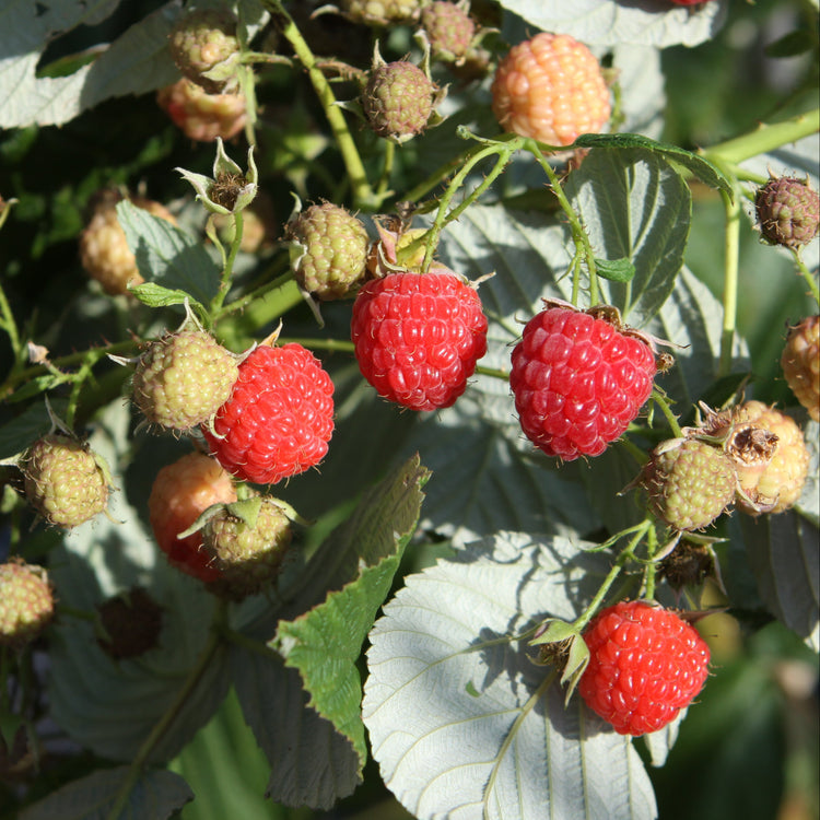 Raspberry 'Heritage' - young plant