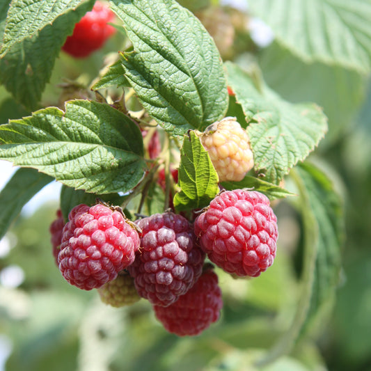 Raspberry 'Heritage' - young plant