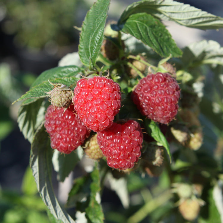 Raspberry 'Aroma Queen®' - young plants