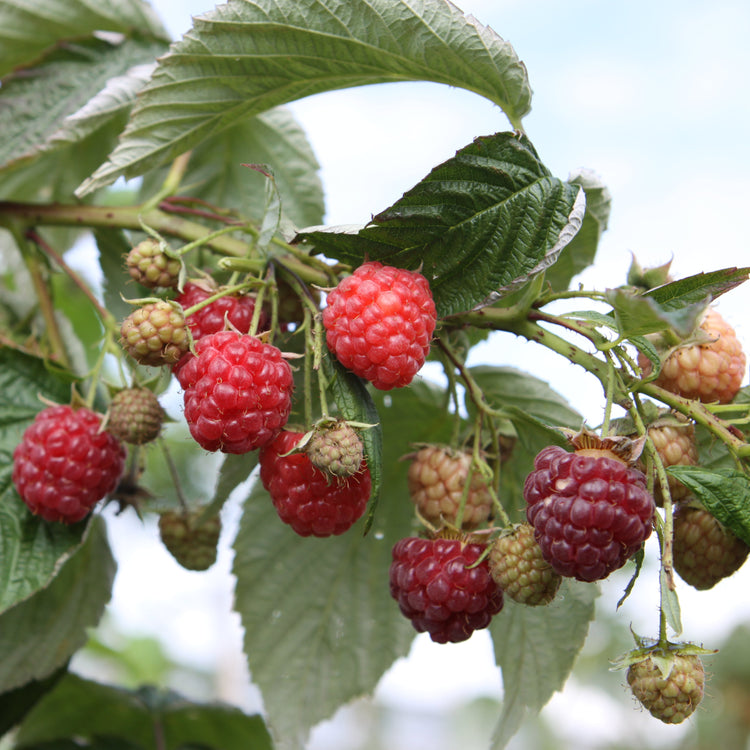 Raspberry 'Aroma Queen®' - young plants