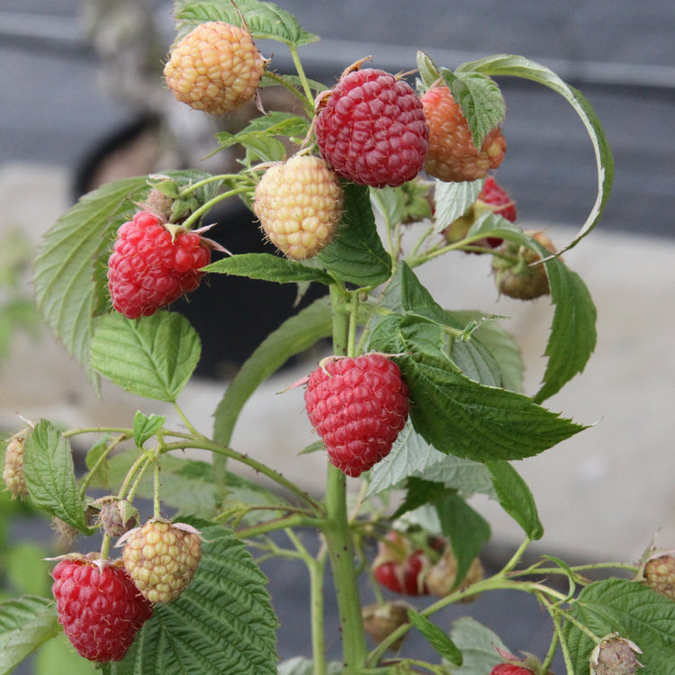 Raspberry 'Aroma Queen®' - young plants