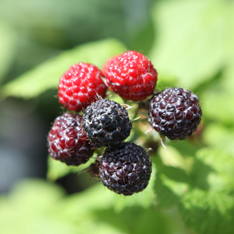 Himbeere 'Black Jewel' - Jungpflanze