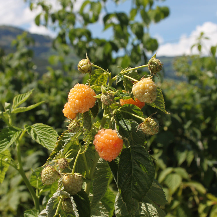 Raspberry Lowberry® 'Little Orangelina®' young plants