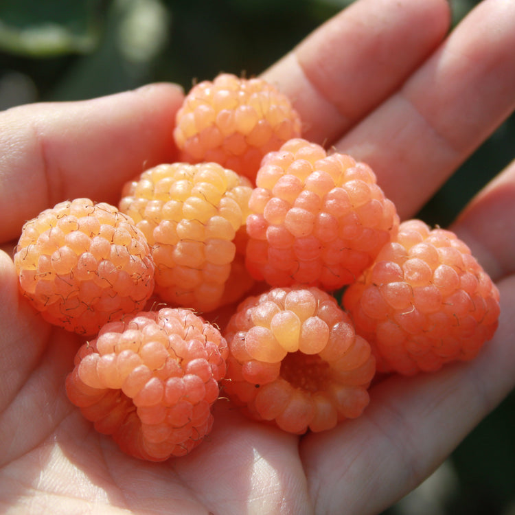 Raspberry Lowberry® 'Little Orangelina®' young plants