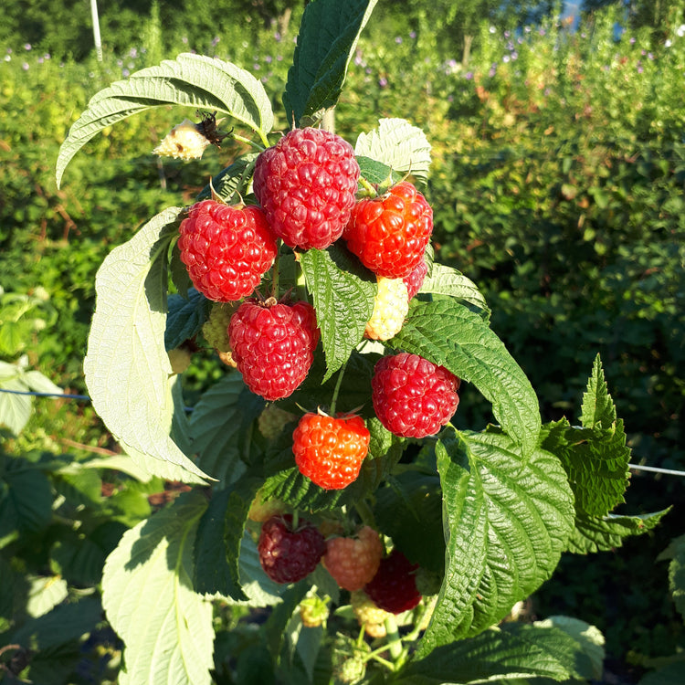 Raspberry Primeberry® 'Autumn Fleshy®' young plants