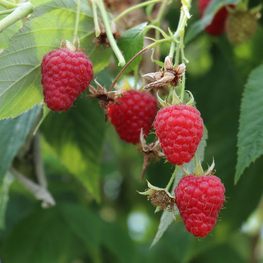 Raspberry 'Summer Chef®' young plants