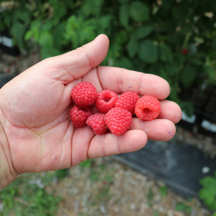 Himbeere 'Summer Chef®' Jungpflanzen