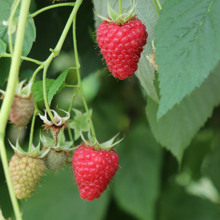 Himbeere 'Summer Chef®' Jungpflanzen