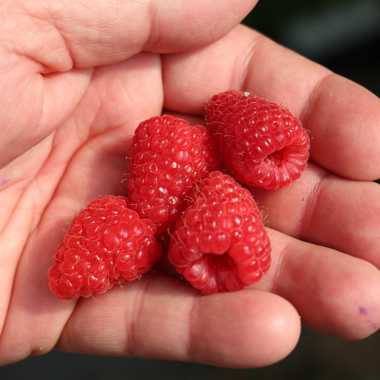 Himbeere Twotimer® 'Allyouneed®' Jungpflanzen