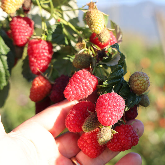 Raspberry Twotimer® 'Allyouneed®' young plants