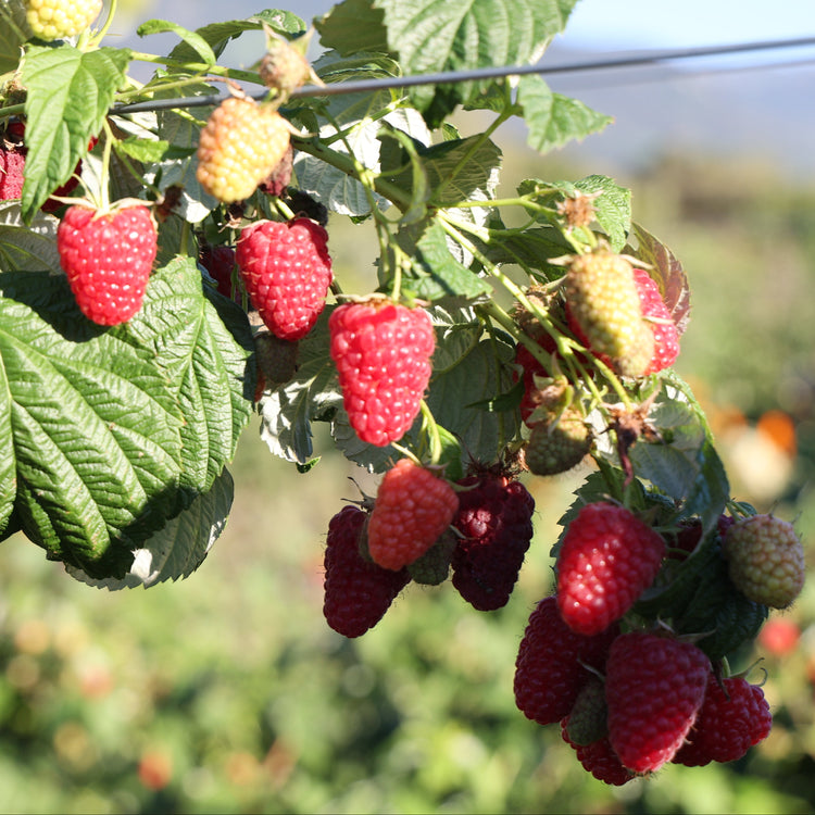 Himbeere Twotimer® 'Allyouneed®' Jungpflanzen