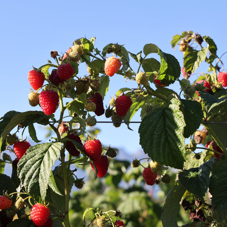 Himbeere Twotimer® 'Allyouneed®' Jungpflanzen