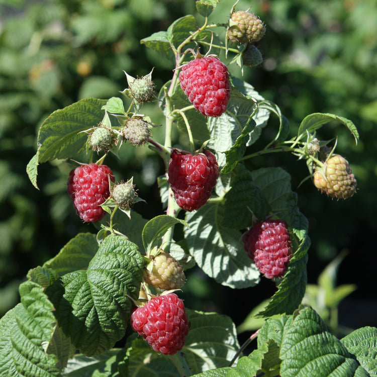 Raspberry Twotimer® 'Sugana(PBR)' young plants