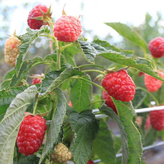 Elho Sweet Raspberry Raspberry Lowberry® 'Little Sweet Sister®' young plants