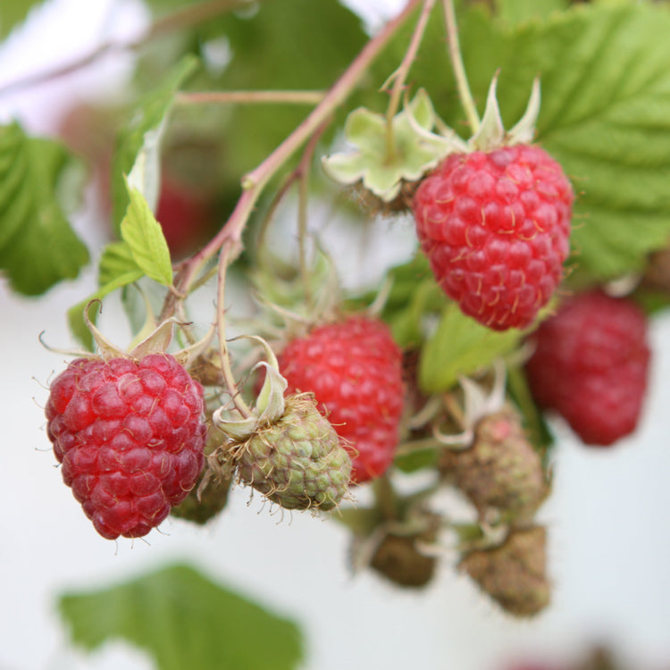 Raspberry 'Malling Promise' - young plant