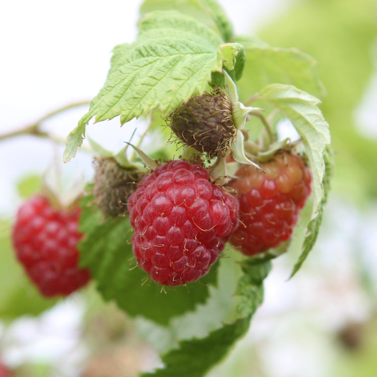 Raspberry 'Malling Promise' - young plant