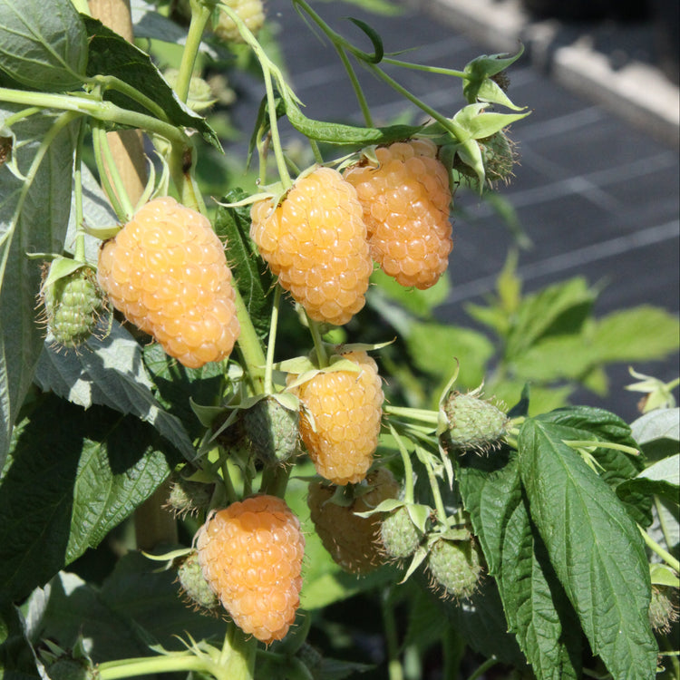 Raspberry Primeberry® 'Autumn Amber®' young plants