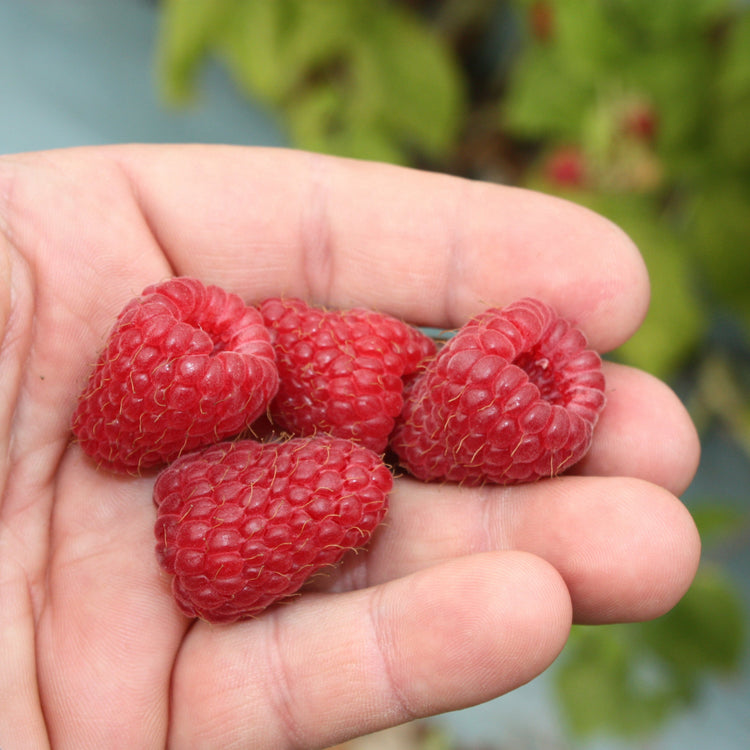 Raspberry Primeberry® 'Autumn Belle®' young plants