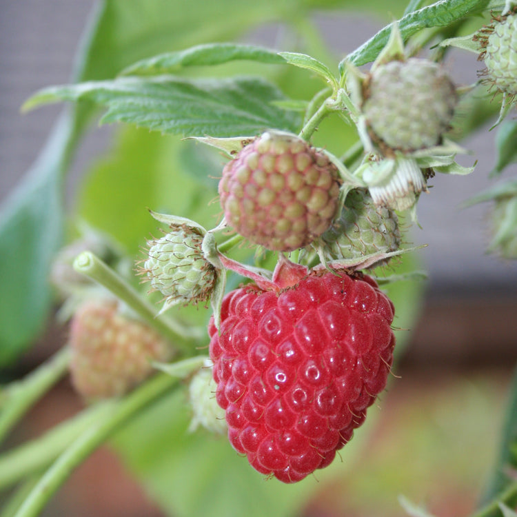 Raspberry Primeberry® 'Autumn First®' young plants