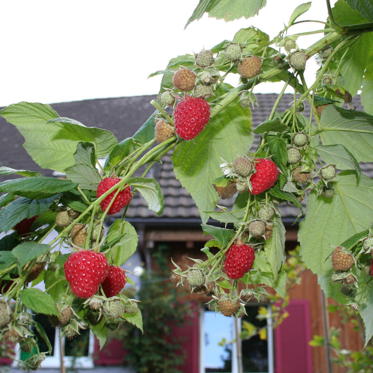 Raspberry Primeberry® 'Autumn First®' young plants