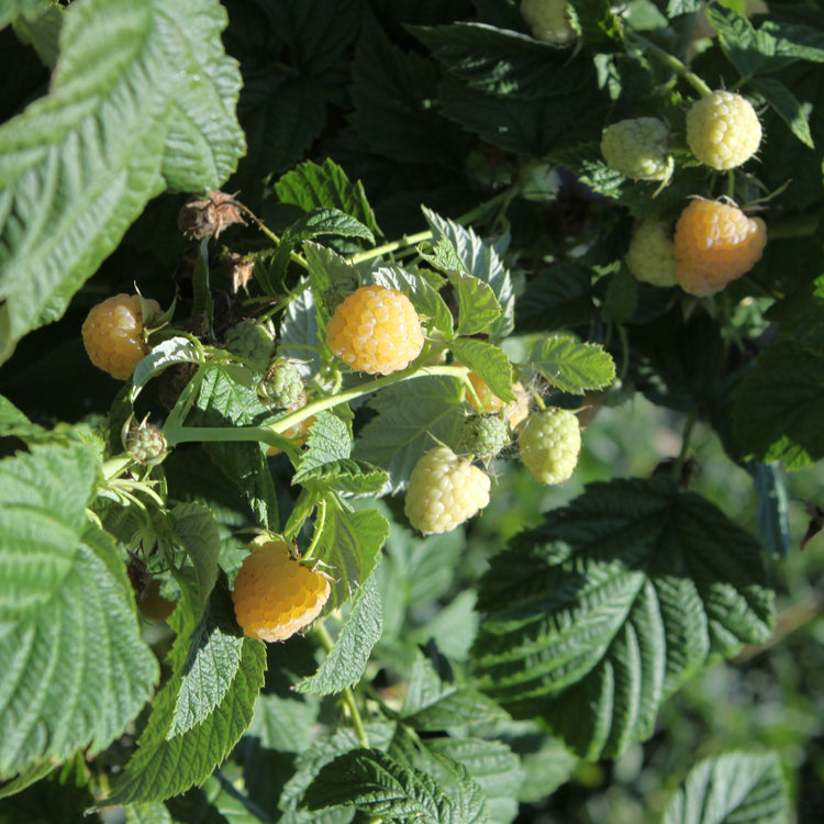 Raspberry Primeberry® 'Autumn Sun®' young plants