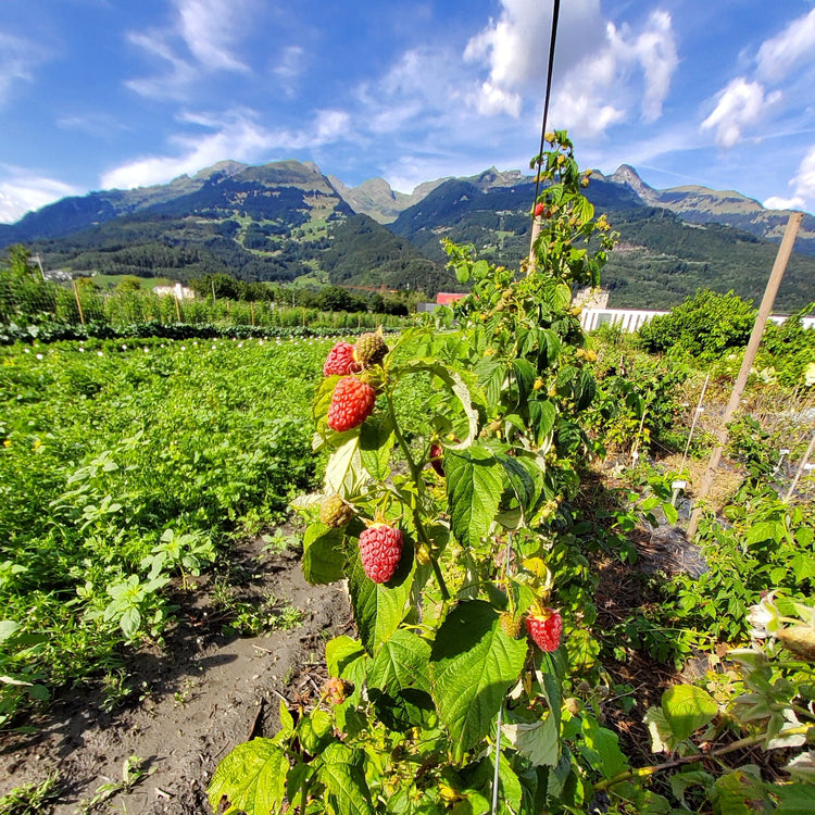 Himbeere Primeberry® 'Grand Heritage®'-Jungpflanzen