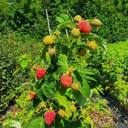 Raspberry Primeberry® 'Grand Heritage®' young plants