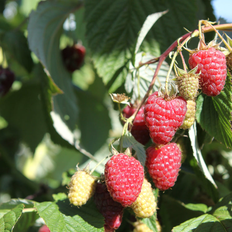 Himbeere Primeberry® 'Zefa Nova®'-Jungpflanzen