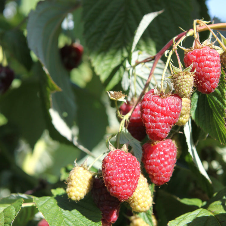 Raspberry Primeberry® 'Zefa Nova®' young plants
