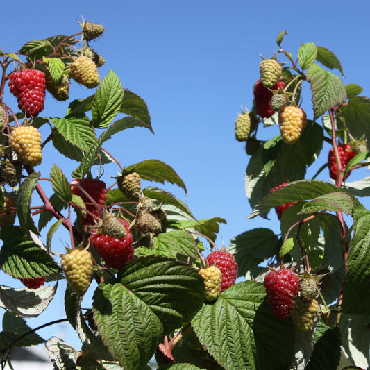 Raspberry Primeberry® 'Zefa Nova®' young plants