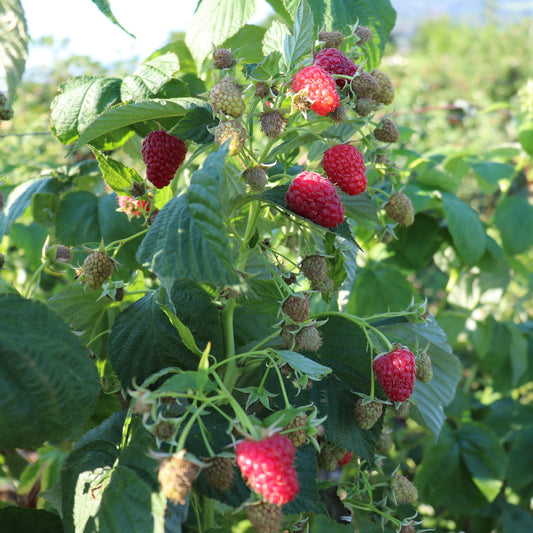 Raspberry Schlaraffia® 'Plentiful®' young plants