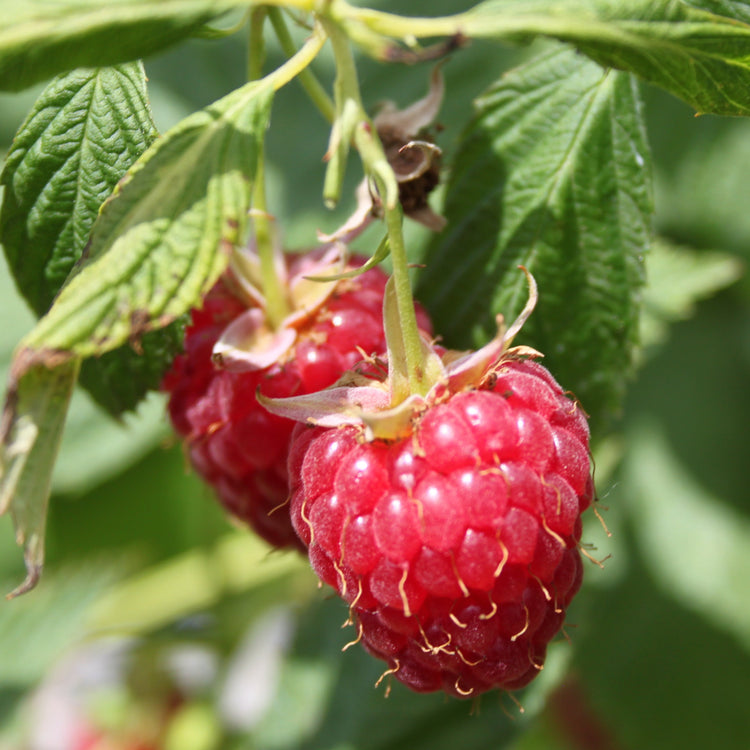 Raspberry Schlaraffia® 'Plentiful®' young plants