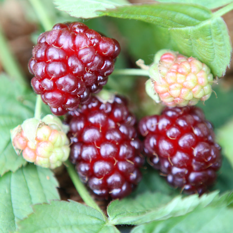 Blackberry hybrid 'Thornless Boysenberry' young plants