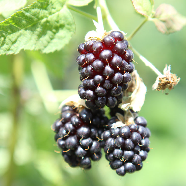 Blackberry hybrid 'Thornless Boysenberry' young plants