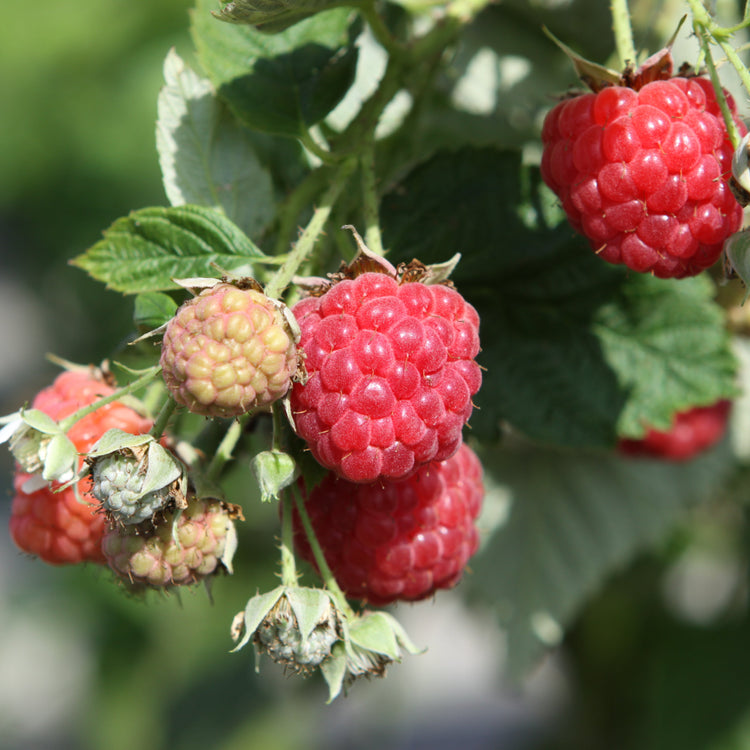 Raspberry 'TulaMagic®' - young plants