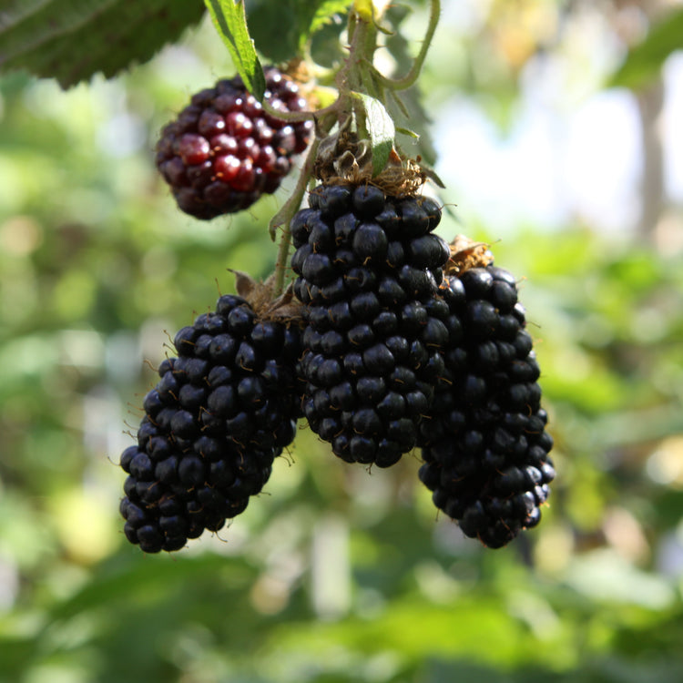 Blackberry hybrid 'Tummelberry' young plants
