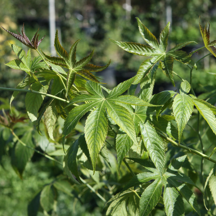 Raspberry 'Sweetleaf®' young plants