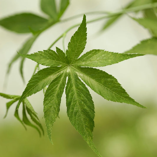 Raspberry 'Sweetleaf®' young plants