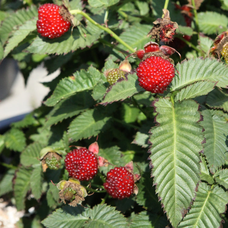 Raspberry 'Strawberry Raspberry' young plants